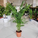 Palma Chamedora wytworna (Chamaedorea elegans) 75cm