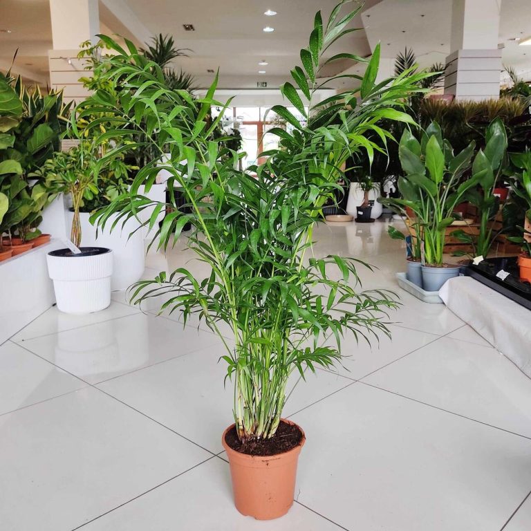 Palma Chamedora wytworna (Chamaedorea elegans) 75cm