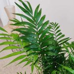 Palma Chamedora wytworna (Chamaedorea elegans) 75cm