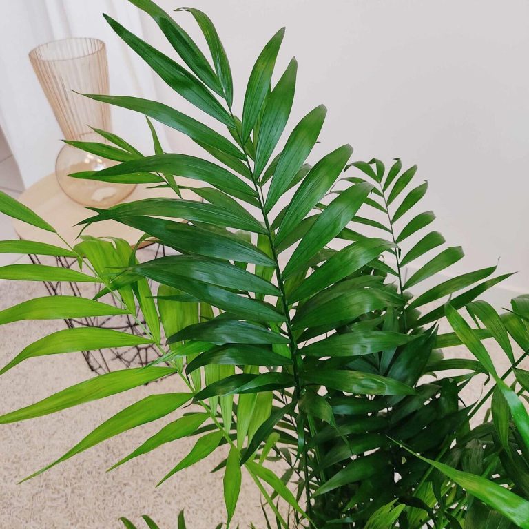 Palma Chamedora wytworna (Chamaedorea elegans) 75cm