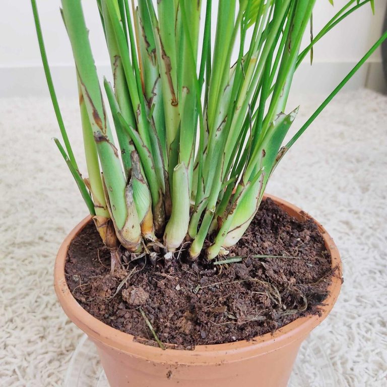 Palma Chamedora wytworna (Chamaedorea elegans) 75cm