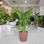 Palma Chamedora wytworna (Chamaedorea elegans) 75cm