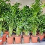 Palma Chamedora wytworna (Chamaedorea elegans) 75cm