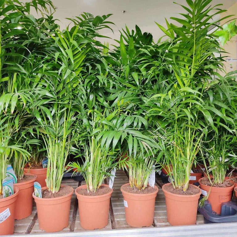 Palma Chamedora wytworna (Chamaedorea elegans) 75cm