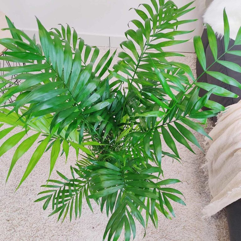 Palma Chamedora wytworna (Chamaedorea elegans) 75cm