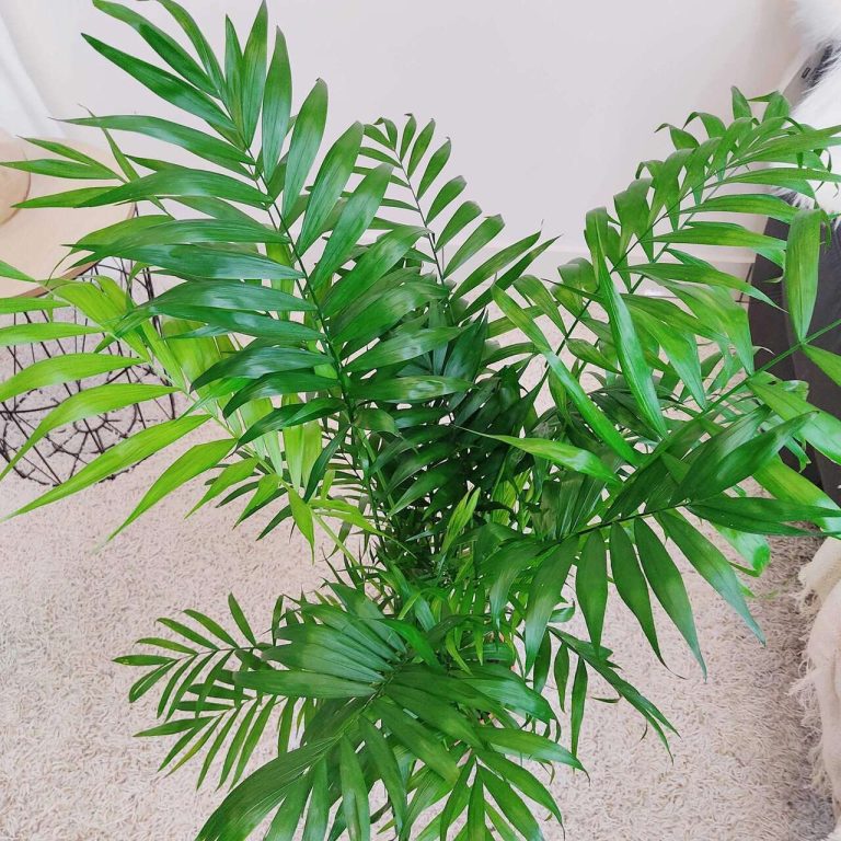 Palma Chamedora wytworna (Chamaedorea elegans) 75cm