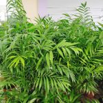 Palma Chamedora wytworna (Chamaedorea elegans) 75cm