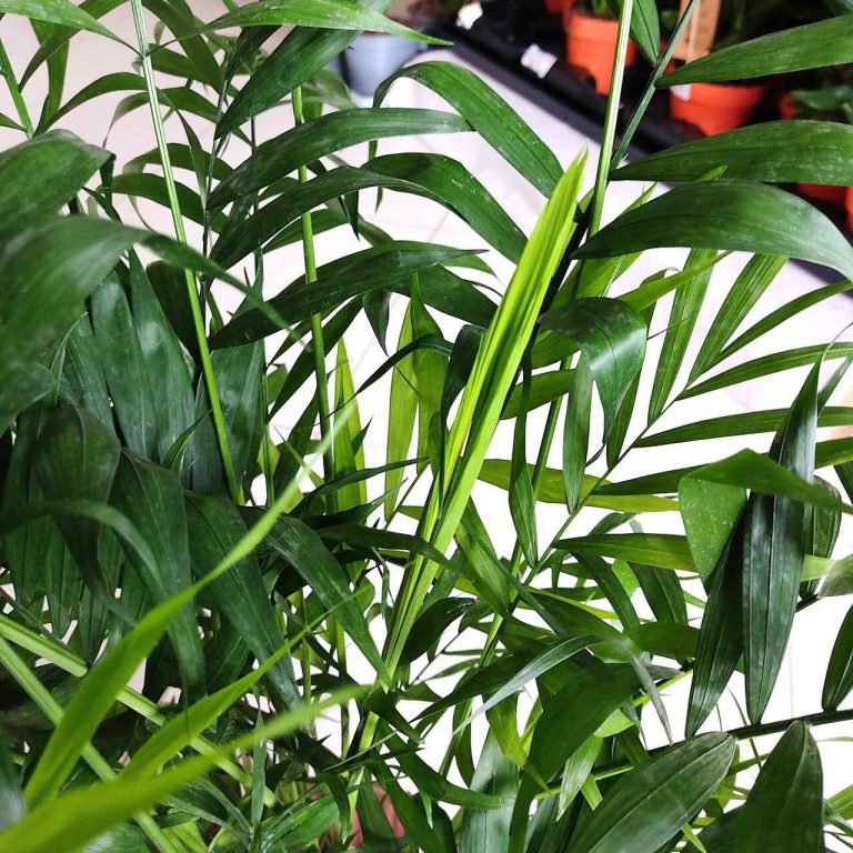 Palma Chamedora wytworna (Chamaedorea elegans) 75cm