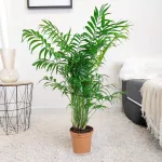 Palma Chamedora wytworna (Chamaedorea elegans) 75cm