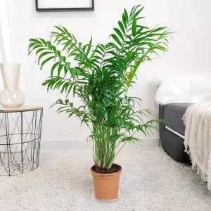 Palma Chamedora wytworna (Chamaedorea elegans) 75cm