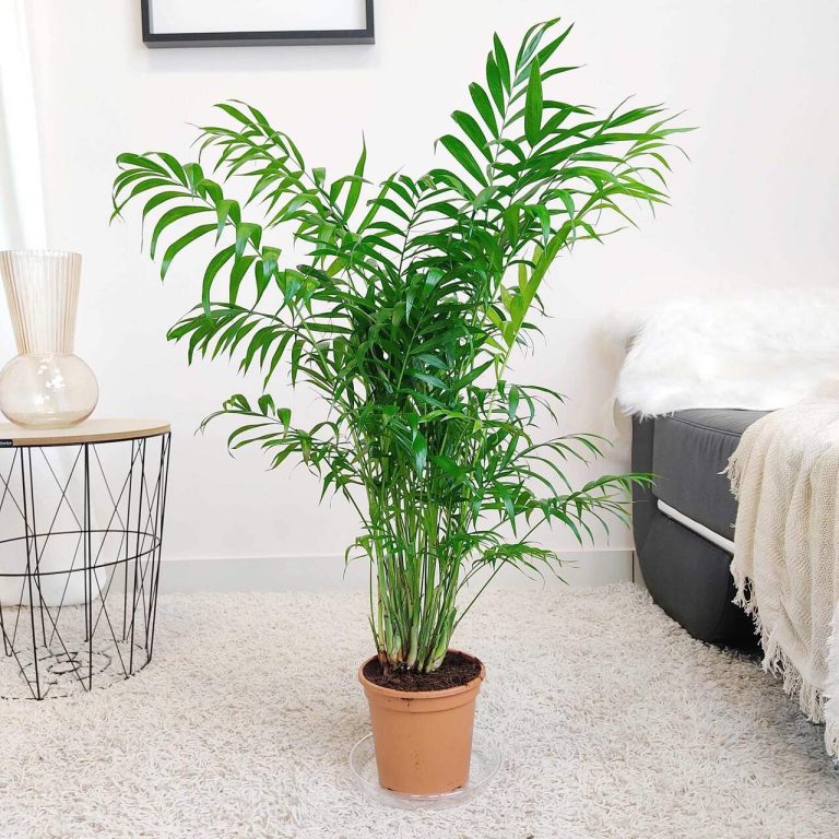 Palma Chamedora wytworna (Chamaedorea elegans) 75cm