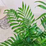 Palma Chamedora wytworna (Chamaedorea elegans) 75cm