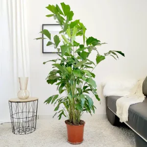 Kariota łagodna Palma Orzechowa (Caryota Mitis) 170cm