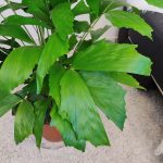 Kariota łagodna Palma Orzechowa (Caryota Mitis) 100cm