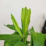 Kariota łagodna Palma Orzechowa (Caryota Mitis) 100cm