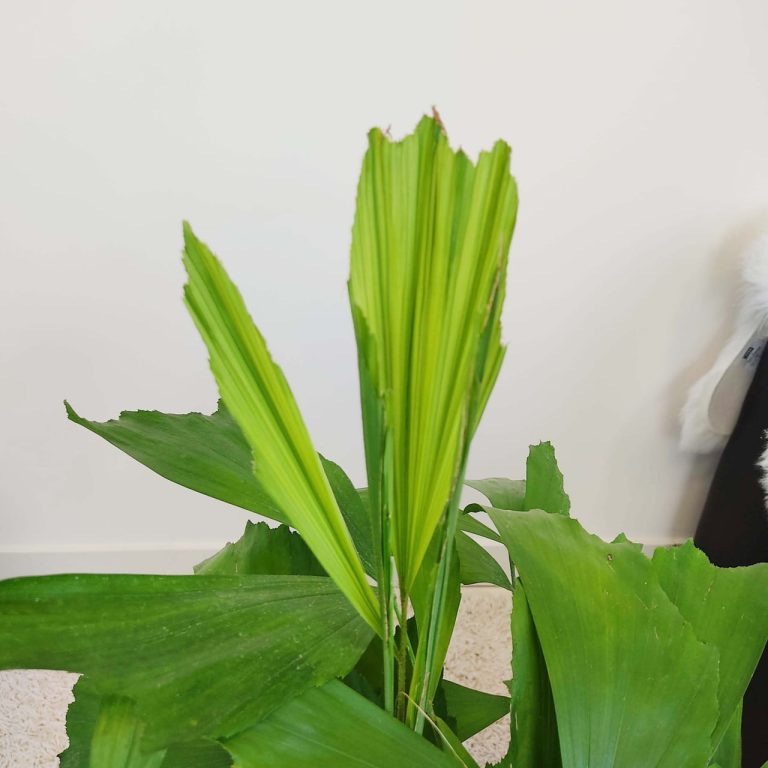 Kariota łagodna Palma Orzechowa (Caryota Mitis) 100cm