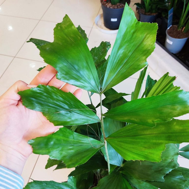 Kariota łagodna Palma Orzechowa (Caryota Mitis) 100cm