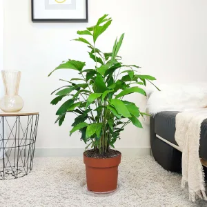 Kariota łagodna Palma Orzechowa (Caryota Mitis) 100cm