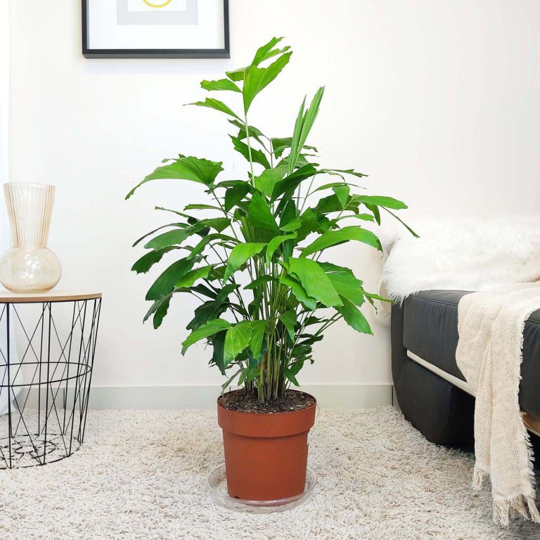 Kariota łagodna Palma Orzechowa (Caryota Mitis) 100cm