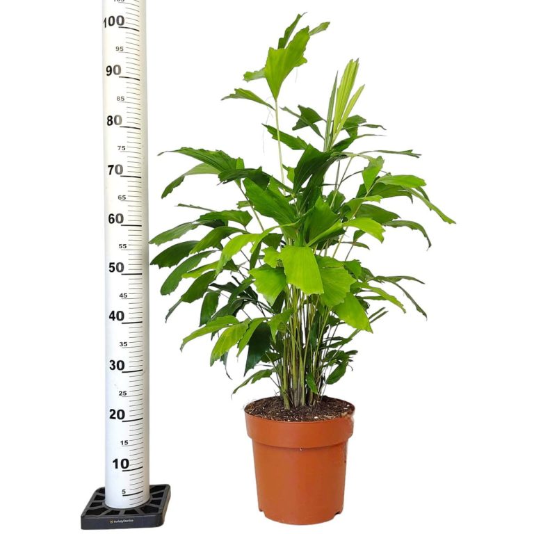 Kariota łagodna Palma Orzechowa (Caryota Mitis) 100cm