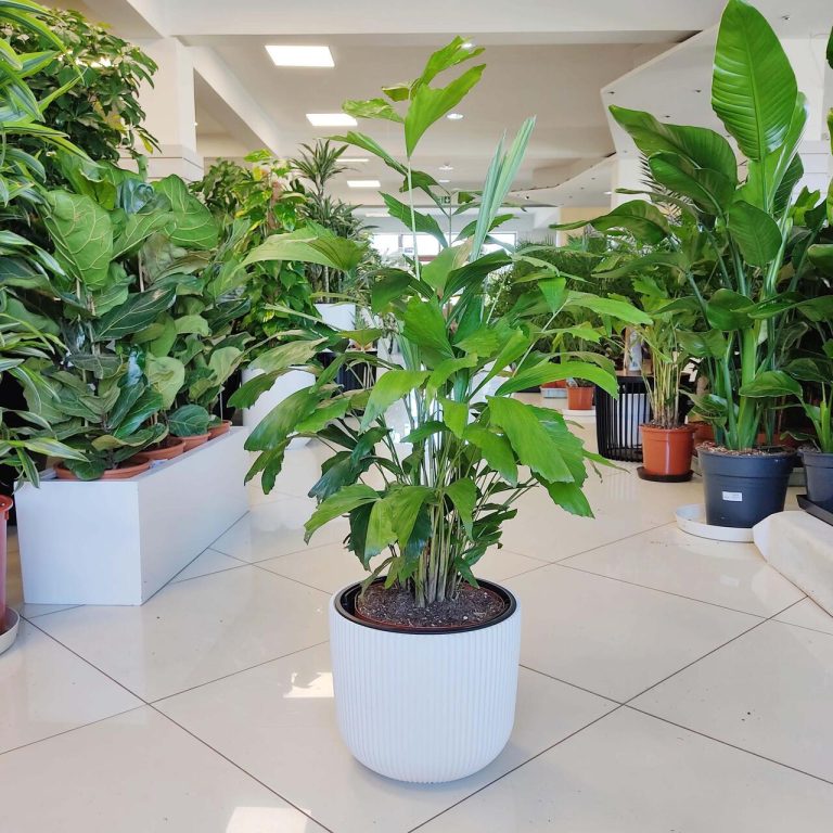 Kariota łagodna Palma Orzechowa (Caryota Mitis) 100cm