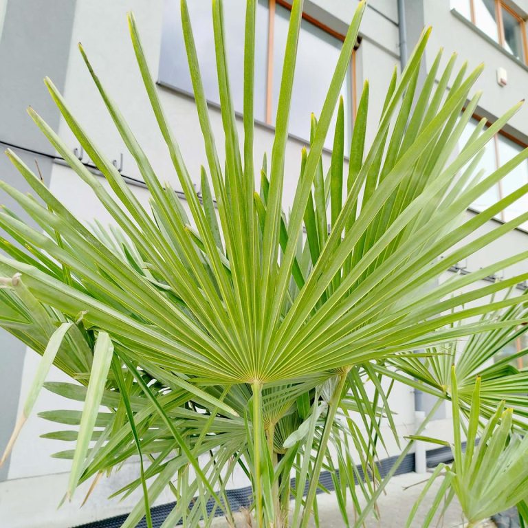 Palma szorstkowiec (Trachycarpus Fortunei) 230cm