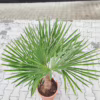 Palma szorstkowiec (Trachycarpus Fortunei) 150-160cm