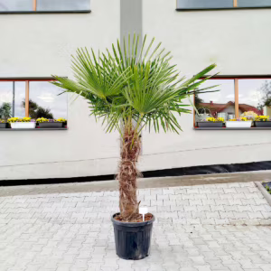 Palma szorstkowiec (Trachycarpus Fortunei) 200cm