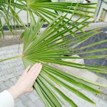 Palma szorstkowiec (Trachycarpus Fortunei) 230cm