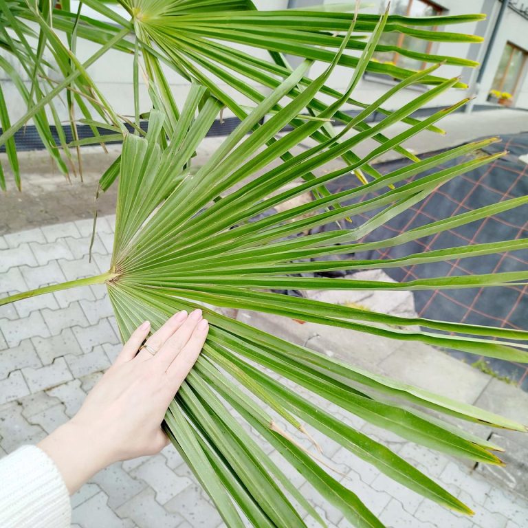 Palma szorstkowiec (Trachycarpus Fortunei) 230cm
