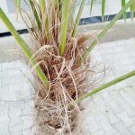 Palma szorstkowiec (Trachycarpus Fortunei) 230cm