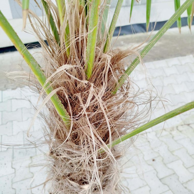 Palma szorstkowiec (Trachycarpus Fortunei) 230cm