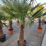 Palma szorstkowiec ( Trachycarpus Fortunei) 190cm