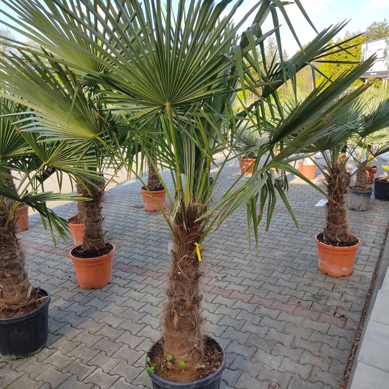Palma szorstkowiec ( Trachycarpus Fortunei) 190cm