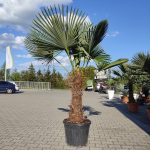 Palma szorstkowiec ( Trachycarpus Fortunei) 190cm