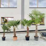 Palma szorstkowiec ( Trachycarpus Fortunei) 190cm