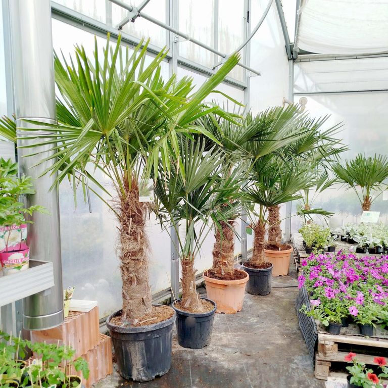 Palma szorstkowiec (Trachycarpus Fortunei) 230cm