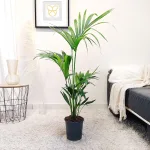 Palma kentia/howea (Howea) 110cm