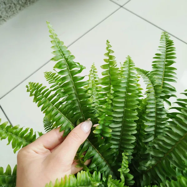 Paproć nefrolepis (Nephrolepis 'Green Lady') 40cm