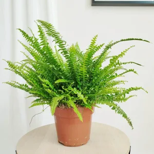 Paproć nefrolepis (Nephrolepis 'Green Lady') 40cm