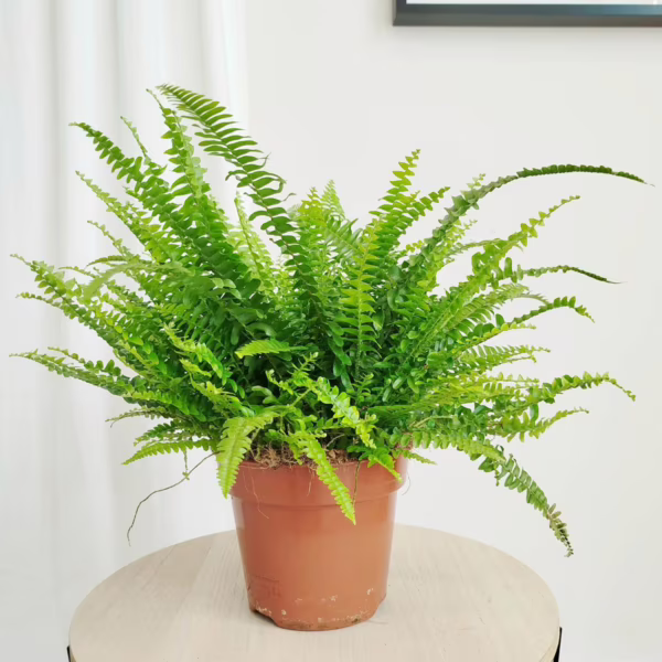 Paproć nefrolepis (Nephrolepis 'Green Lady') 40cm