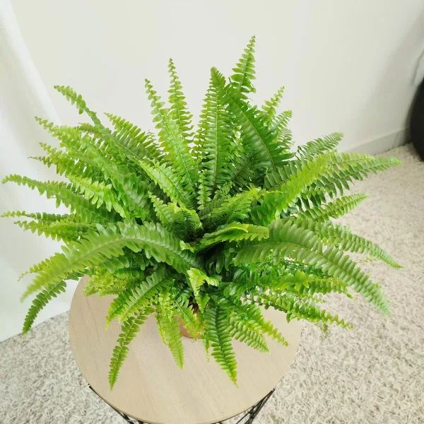 Paproć nefrolepis (Nephrolepis 'Green Lady') 40cm