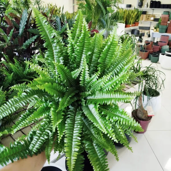 Paproć nefrolepis (Nephrolepis 'Green Lady') 40cm