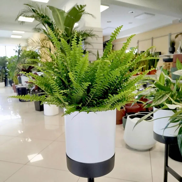 Paproć nefrolepis (Nephrolepis 'Green Lady') 40cm