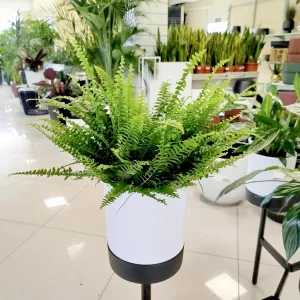 Paproć nefrolepis (Nephrolepis 'Green Lady') 40cm