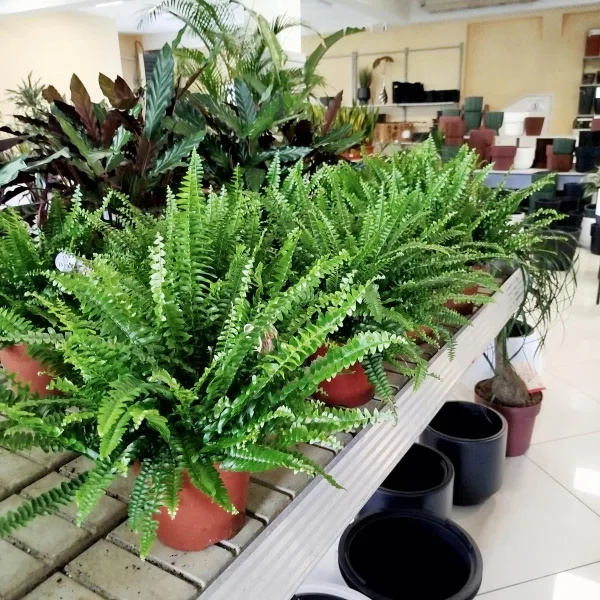 Paproć nefrolepis (Nephrolepis 'Green Lady') 40cm