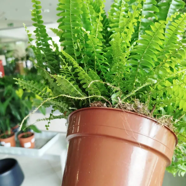 Paproć nefrolepis (Nephrolepis 'Green Lady') 40cm