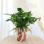 Paproć humata Tyermana (Humata teyermanii) 25cm