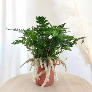 Paproć humata Tyermana (Humata teyermanii) 25cm