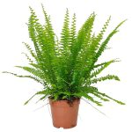 Paproć nefrolepis (Nephrolepis 'Green Lady') 40cm